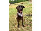 Adopt Lester a Plott Hound, Mountain Cur