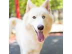Adopt Maui a Siberian Husky, Mixed Breed