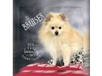 Adopt Kovu a Pomeranian