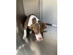 Adopt Frank a American Staffordshire Terrier, Mixed Breed