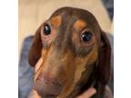 Adopt Oliver ( Ollie) a Dachshund