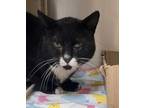Adopt Frank a Domestic Medium Hair
