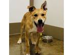 Adopt Badger a Labrador Retriever, Mixed Breed
