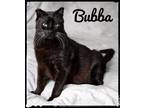 Adopt Bubba a Domestic Short Hair