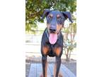 Adopt Jasper a Doberman Pinscher