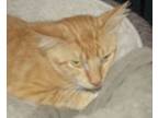 Adopt Mango a American Shorthair