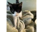 Adopt Stone a American Shorthair