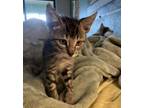 Adopt River a American Shorthair