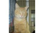Adopt Marmalade a American Shorthair