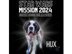 Adopt Hux a Saint Bernard
