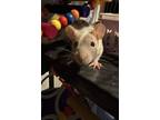 Adopt Jrue a Rat
