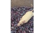 Adopt Jaylen a Rat