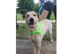 Adopt Ediko a Australian Shepherd, Labrador Retriever