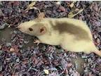 Adopt Jayson a Rat