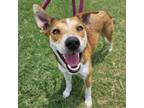 Adopt Benton JuM a Beagle, Basenji