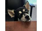 Adopt Johnny JuM a Husky
