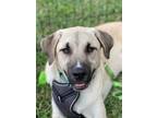 Adopt Adam a Shepherd, Great Pyrenees