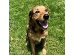 Adopt Harry a Shepherd