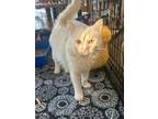 Adopt Mango MC a Domestic Long Hair