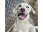 Adopt Sherlock 24-06-141 a Great Pyrenees