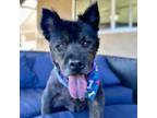 Adopt Donny a Chow Chow