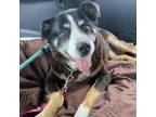 Adopt Tucker John a Bernese Mountain Dog