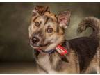 Adopt Seuss (Sawyer) a Siberian Husky, German Shepherd Dog