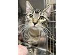 Adopt Pixel a Domestic Medium Hair