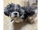 Adopt Rubbles a Shih Tzu