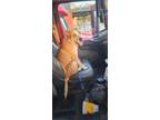Adopt Pappy a Catahoula Leopard Dog, Labrador Retriever