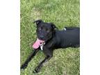 Adopt Wheeler a Black Labrador Retriever, Mixed Breed