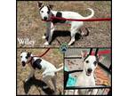 Adopt Wiley (Mr Screamer) a Whippet, Mixed Breed