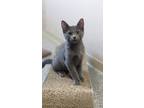Adopt Thunder a Domestic Short Hair