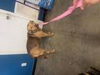 Adopt Colt a Pit Bull Terrier, Mixed Breed