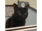 Adopt Garcia BQ a Domestic Medium Hair, Cymric