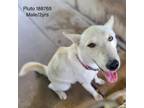 Adopt Pluto a German Shepherd Dog