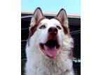 Adopt Bobo a Husky