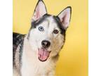 Adopt Cyber a Husky