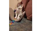 Adopt Eichel a American Shorthair