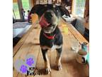Adopt Levis - Blue Jeans Litter a Australian Cattle Dog / Blue Heeler