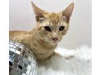 Adopt Odin a Domestic Short Hair