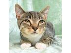 Adopt Maserati a Domestic Short Hair