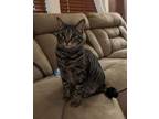 Adopt Pistol Pete/Mr. Kitty a Domestic Short Hair, Tabby