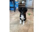 Adopt Oreo/Benito a Australian Shepherd