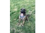 Adopt Max a Hound