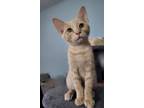 Adopt Wildfire a Domestic Short Hair
