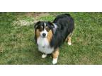 Adopt 0632 Bernie a Australian Shepherd