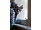 Adopt Jam a Domestic Short Hair