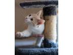 Adopt Toast a Domestic Short Hair