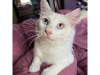 Adopt Link a Siamese, Domestic Long Hair
